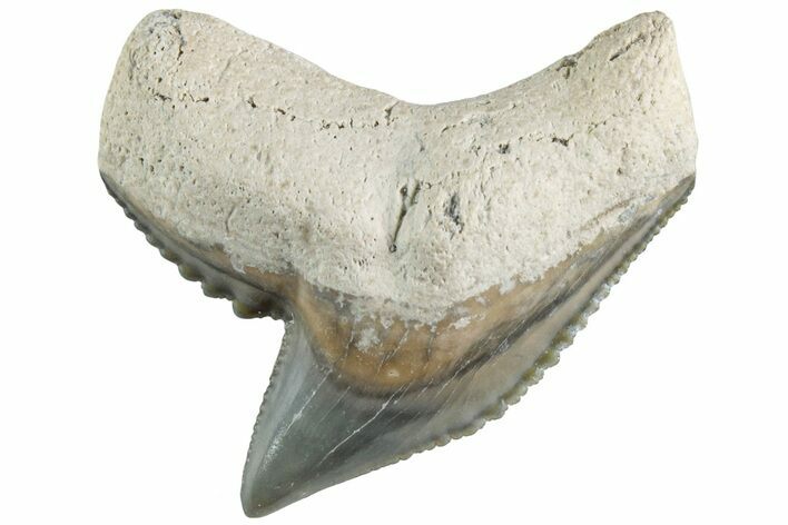 Colorful, Fossil Tiger Shark Tooth - Bone Valley, Florida #235586